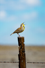 Meadowlark