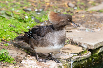 Female Bufflehead Duck Standing near Water