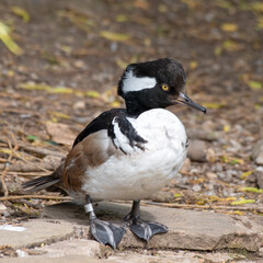 Male Bufflehead Duck Standing on the Water