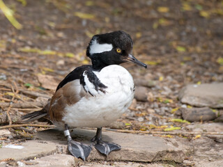 Male Bufflehead Duck Standing on the Water