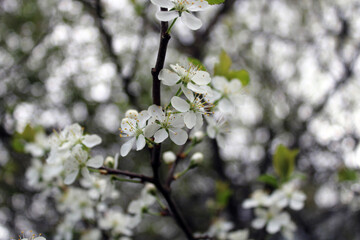 Blooming plum. White spring flowers. Blooming spring garden. 
