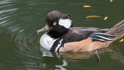 Male Bufflehead Duck Floating in Water