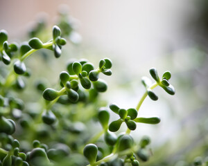 Succulents and bokeh
