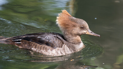 Female Bufflehead Duck Floating in Water