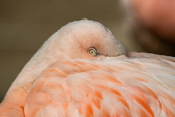 Fototapeta premium Pink Greater Flamingo Falling to Sleep