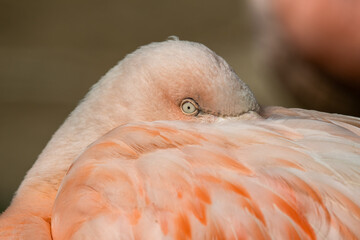 Pink Greater Flamingo Falling to Sleep
