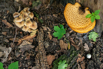 mushrooms in the forest. many mushrooms on a green background.