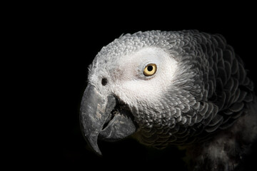Naklejka premium Close Up Portrait African Grey Parrot