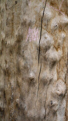 wood texture. beautiful relief tree bark. old wood texture