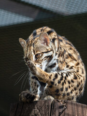 Close Up of a Beautiful Asian Leopard Cat