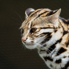 Close Up of a Beautiful Asian Leopard Cat
