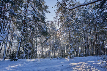 Sunbeams going through trees covered with snow