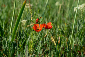 Poppy field. red poppies on a background of green grass. Beautiful poppy field