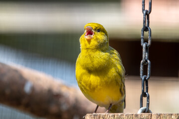 Yellow Canary Perched near a Metal Chain
