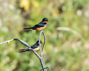 Swallows