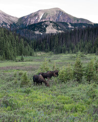 Moose in North Park Colorado