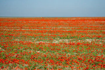 Poppy field. red poppies on a background of green grass. Beautiful poppy field