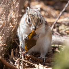 Fototapeta premium Small Brown and White Chipmunk