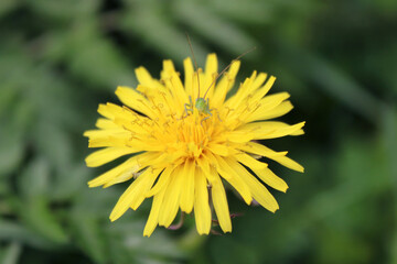 Grasshopper in a dandelion bud. Insect in a flower close-up. 