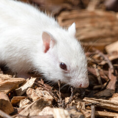Albino Chipmunk on the Ground