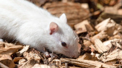 Albino Chipmunk on the Ground