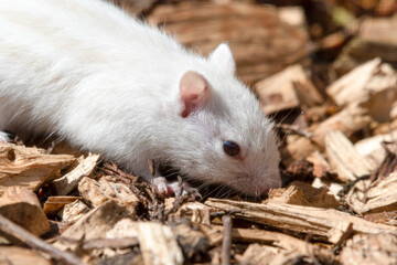 Albino Chipmunk on the Ground