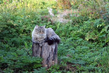 Obraz premium Country cat. Siberian cat lying on a wooden log. 