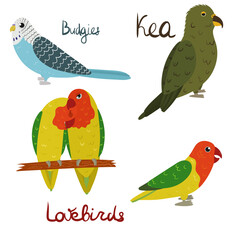 Set of parrot - budgies, lovebirds, kea in cartoon style on white background. Vector hand drawn illustration.