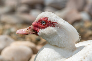 Close Up Side View Muscovy Duck
