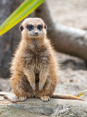 Young Lazy Meerkat Resting on the Ground