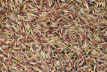 Texture of pink long seeds from trees