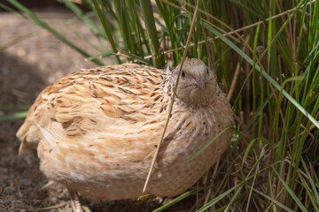 Japanese Quail Standing near Tall Grass