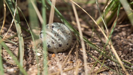 Japanese Quail's Egg on the Ground