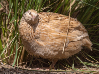 Japanese Quail Standing near Tall Grass