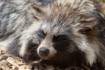 Japanese raccoon dog Fast Asleep