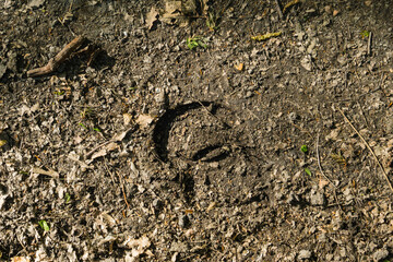 A horse`s hoof imprinted in the wet ground