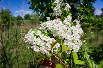 flowers in the woods