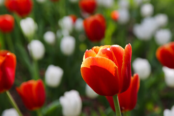 floral background, white and red tulips in the park