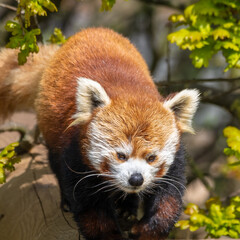 Fototapeta premium Red Panda Walking along a Pole