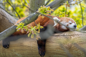 Lazy Red Panda Resting on a Log