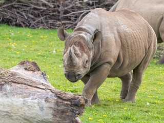 Fototapeta premium Eastern Black Rhino Standing on Grass