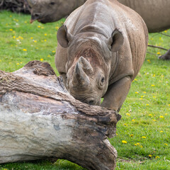 Obraz premium Eastern Black Rhino Standing on Grass