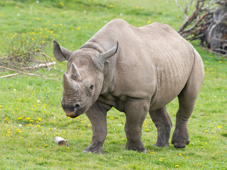 Eastern Black Rhino Standing on Grass © Ian