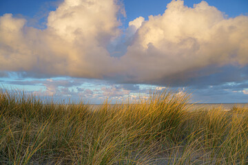 Closeup shot of waving dune grass with cumulus clouds above the North Sea of Netherlands