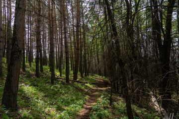 Obraz premium deep in the forest. thickets. green Forest. beautiful green park