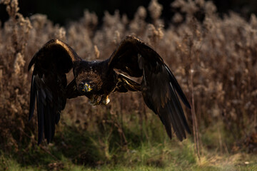 European Golden Eagle