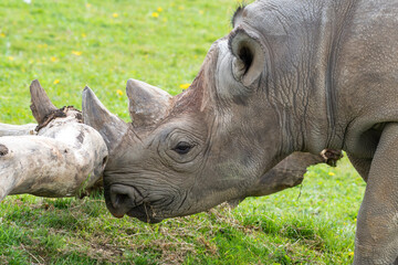 Naklejka premium Eastern Black Rhino Standing on Grass