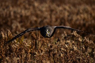 Great Grey Owl