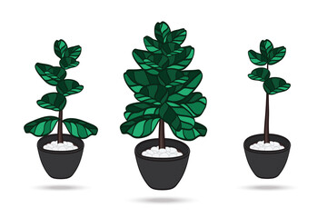 Fiddle Fig Ficus Lyrata, philodendron interior decor composition presentation