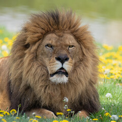 Obraz na płótnie Canvas Male Lion Resting on Grass with Dandelions
